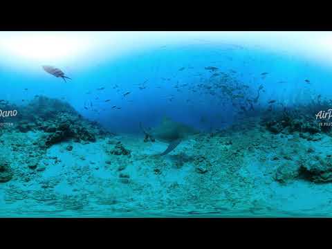 Feeding Sharks Beqa Lagoon Fiji Underwater 360 video in 12K