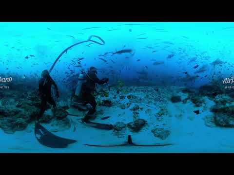Feeding Sharks Beqa Lagoon Fiji Underwater 360 video in 12K