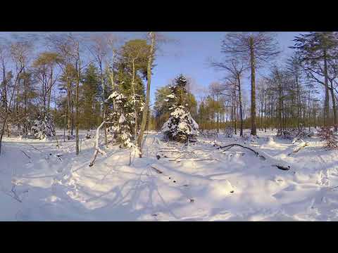 Winter Forest VR: The Hoge Veluwe National Park - 8K 3D 360 Video图3