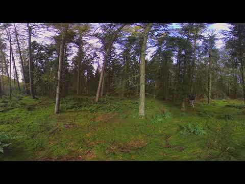 European Forest in Autumn Season - 6K 360 VR Video图1