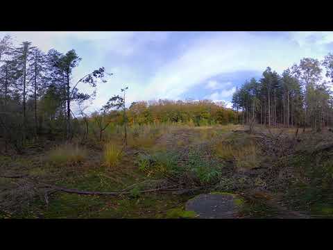 European Forest in Autumn Season - 6K 360 VR Video图2