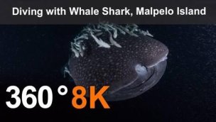 鲸鲨马尔佩洛岛哥伦比亚360水下视频8K