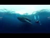 鲸鲨马尔佩洛岛哥伦比亚360水下视频8K图