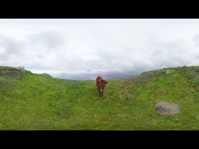 VR中的可爱动物汇编-第1集-8K360视频图