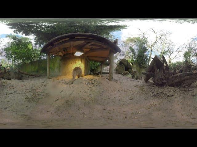 VR中的可爱动物汇编-第1集-8K360视频图