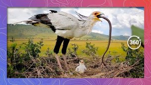 秘鸟用蛇喂食小鸡360VR中的野生动物