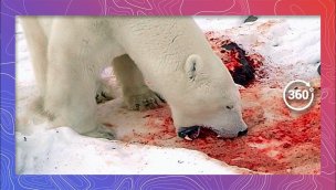 北极熊在寻找食物360VR8K中的野生动物