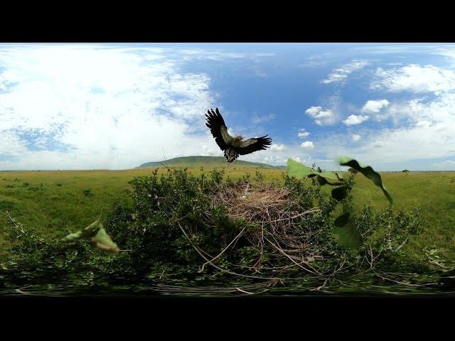 秘鸟用蛇喂食小鸡360VR中的野生动物图