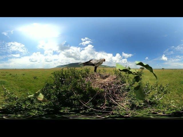 秘鸟用蛇喂食小鸡360VR中的野生动物图