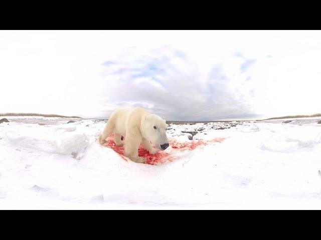 北极熊在寻找食物360VR8K中的野生动物图